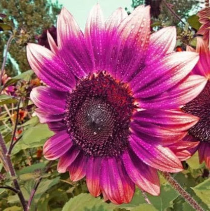Last 8,000 Seeds💜 Midnight Sun Giant Sunflower Seeds 🌻 Rare Strain & Grows 8ft+ Tall-ZBD