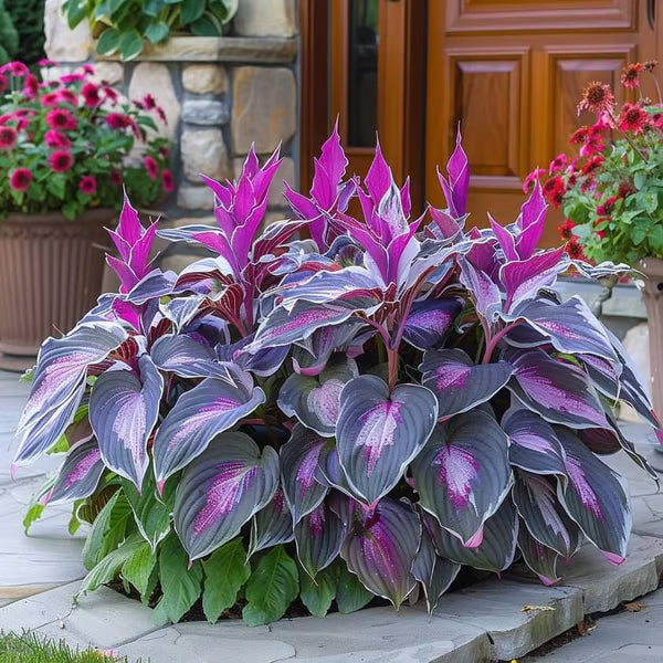 💥LAST DAY SALE 50%OFF💥🌿Premium Rare Hosta Seeds-ZBD