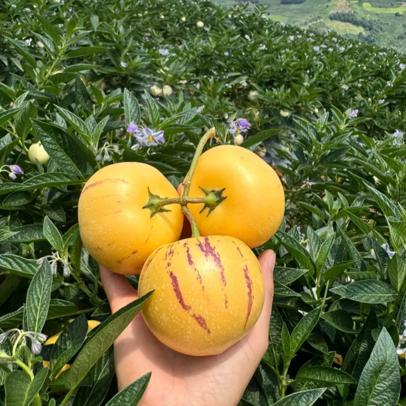 🪴Ginseng Fruit Pepino Melon Seeds-Solanum Muricatum