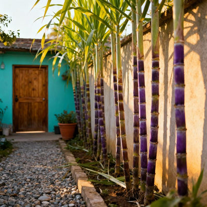 Grow Your Own Sugar! 🌱 sugarcane seeds-JY
