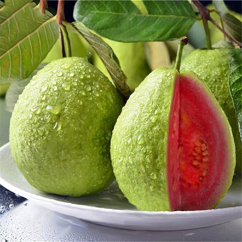 🔥Tropical Strawberry Guava Organic Pink Guava Seeds