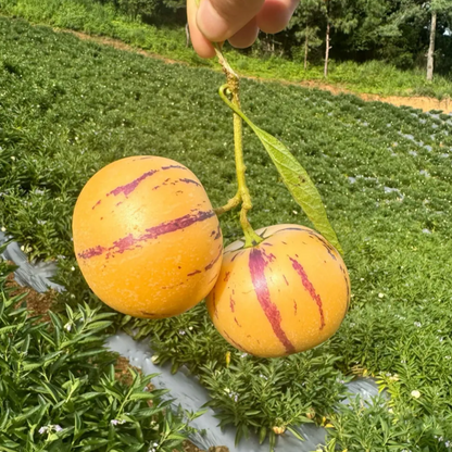 🪴Ginseng Fruit Pepino Melon Seeds-Solanum Muricatum