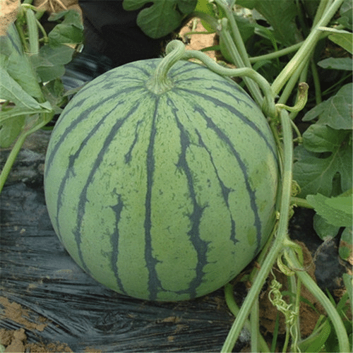 🍉Sweet Watermelon Seeds with Red Flesh and Thin Skin
