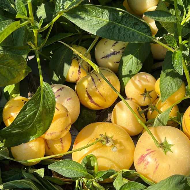 🪴Ginseng Fruit Pepino Melon Seeds-Solanum Muricatum