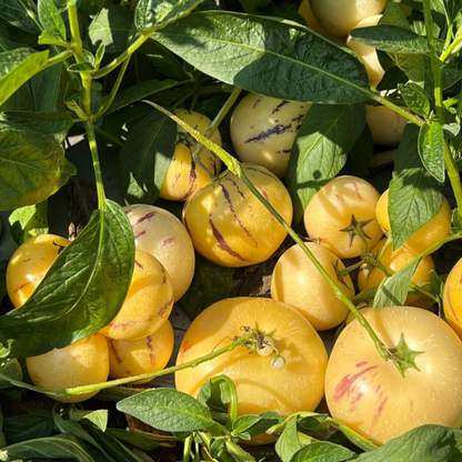 🪴Ginseng Fruit Pepino Melon Seeds-Solanum Muricatum