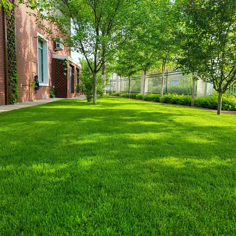 🔥2026 Evergreen Dwarf Grass Seed | For Four Seasons - 1 PACK