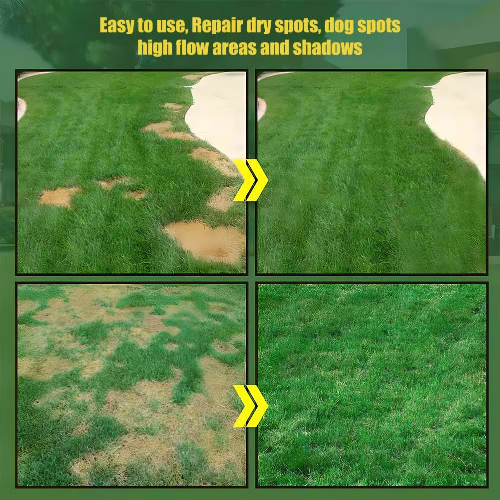 🔥2026 Evergreen Dwarf Grass Seed | For Four Seasons - 1 PACK