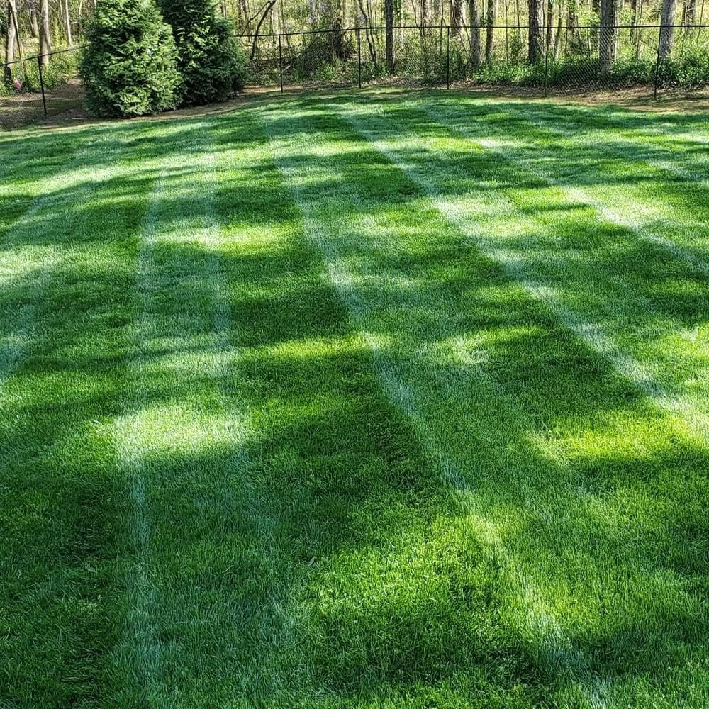 🔥2026 Evergreen Dwarf Grass Seed | For Four Seasons - 1 PACK