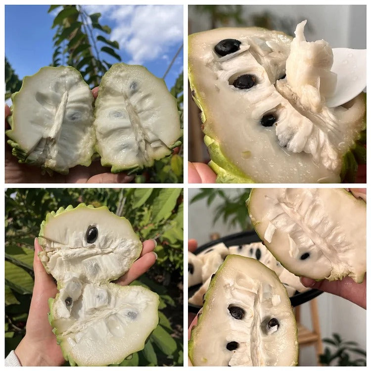 🏆50K+ SOLD LAST WEEK! - 🌱SUGAR APPLE SEEDS