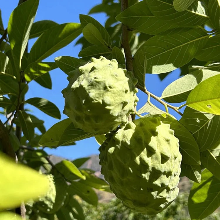 🏆50K+ SOLD LAST WEEK! - 🌱SUGAR APPLE SEEDS