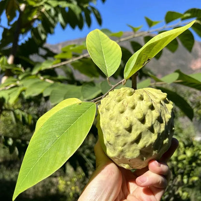 🏆50K+ SOLD LAST WEEK! - 🌱SUGAR APPLE SEEDS