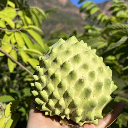 🏆50K+ SOLD LAST WEEK! - 🌱SUGAR APPLE SEEDS