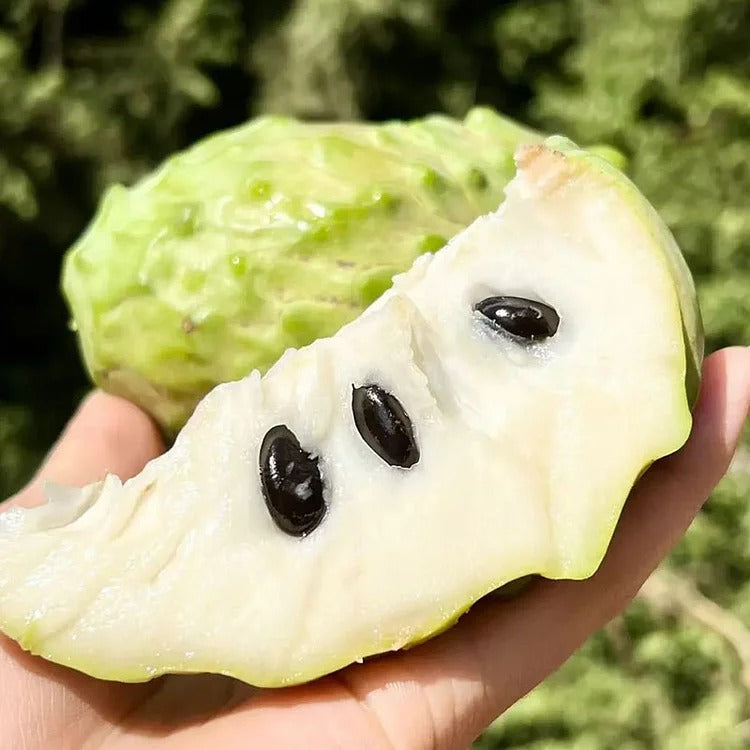 🏆50K+ SOLD LAST WEEK! - 🌱SUGAR APPLE SEEDS