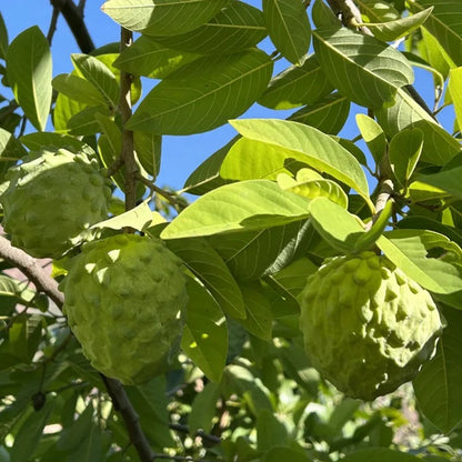 🏆50K+ SOLD LAST WEEK! - 🌱SUGAR APPLE SEEDS