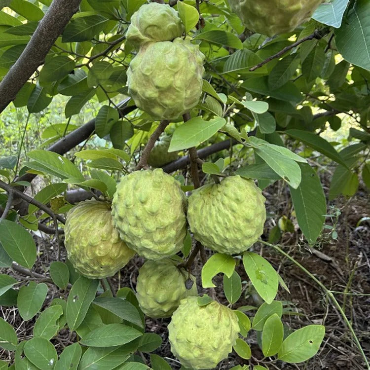 🏆50K+ SOLD LAST WEEK! - 🌱SUGAR APPLE SEEDS