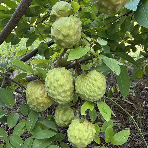 🏆50K+ SOLD LAST WEEK! - 🌱SUGAR APPLE SEEDS