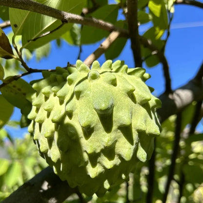 🏆50K+ SOLD LAST WEEK! - 🌱SUGAR APPLE SEEDS