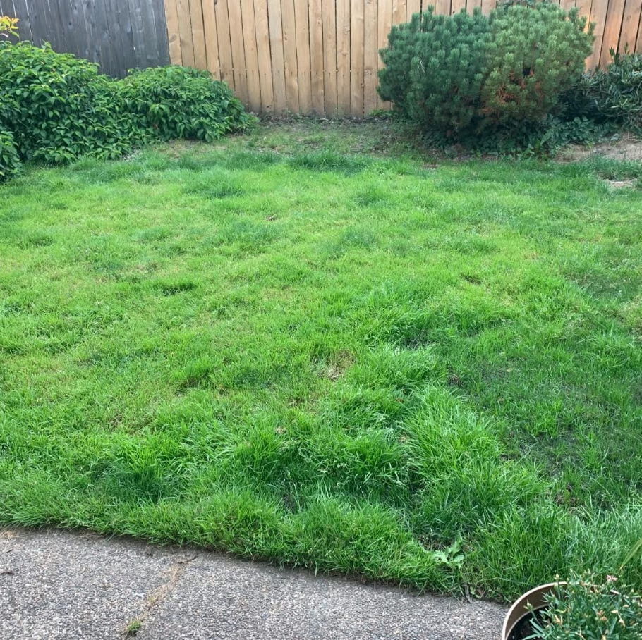 🔥2026 Evergreen Dwarf Grass Seed | For Four Seasons - 1 PACK