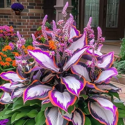 🔥2026 NEW 🌿Premium Rare Hosta Seeds