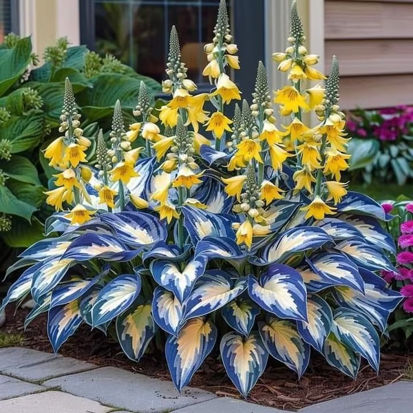 🔥2026 NEW 🌿Premium Rare Hosta Seeds