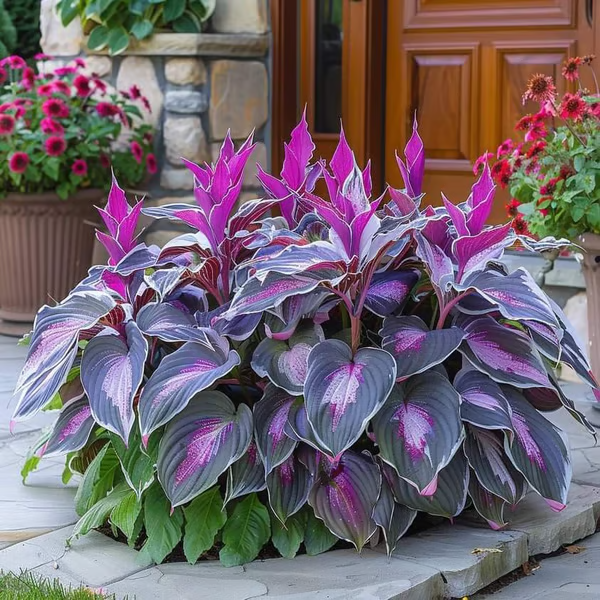 🔥2026 NEW 🌿Premium Rare Hosta Seeds