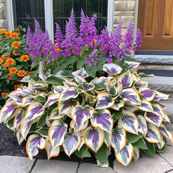 🔥2026 NEW 🌿Premium Rare Hosta Seeds