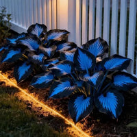 🔥Midnight Blue